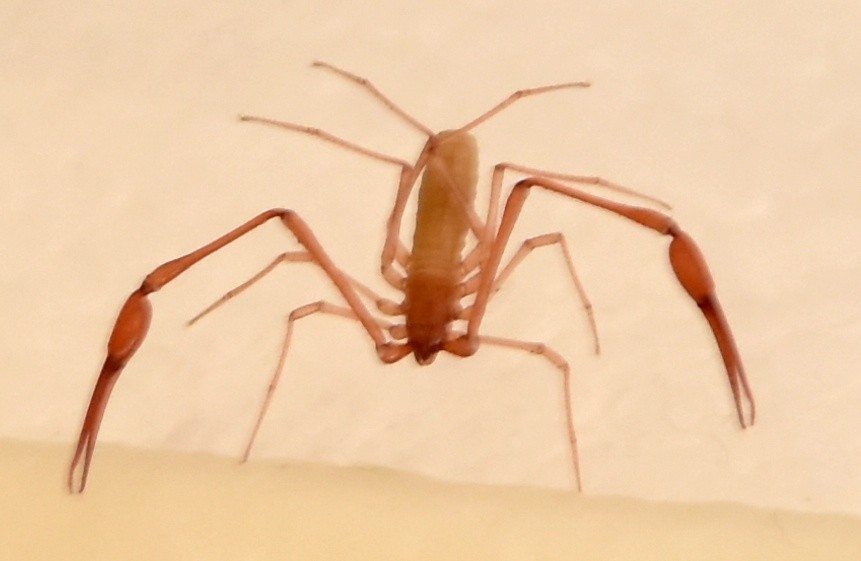 1ª “Investigação Ecológica de Longo Prazo-LTER” em grutas da Europa Ocidental